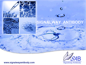 磷酸化抗体品牌Signalway Antibody(SAB)与中国一级代理