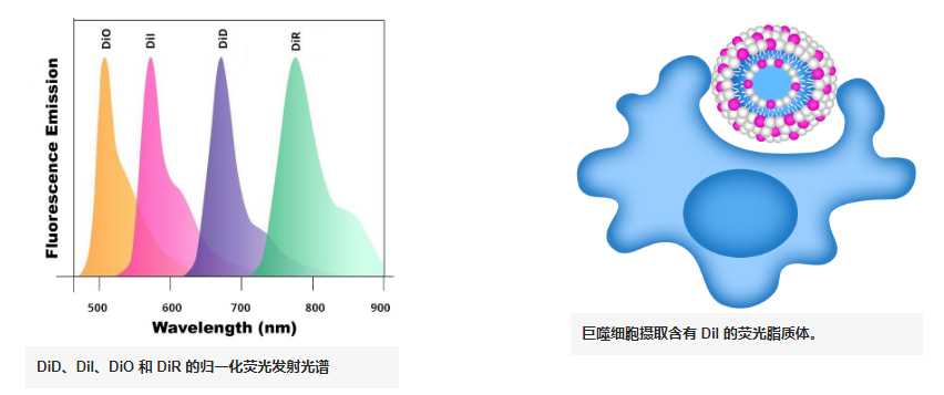 clodrosome（encapsula) 试剂盒CLD-8908