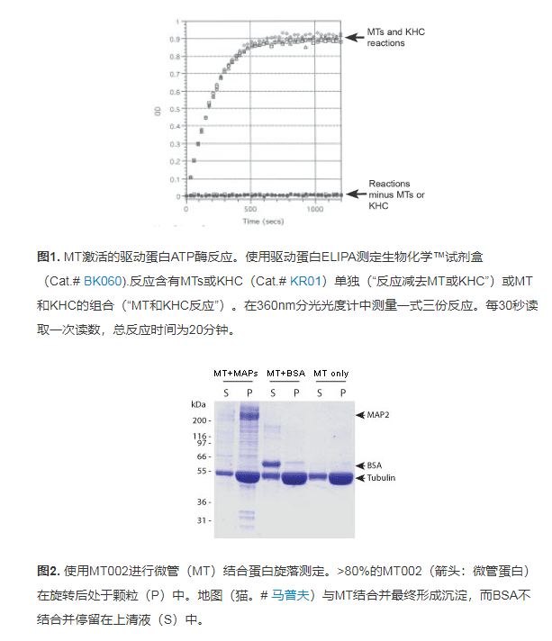 Cytoskeleton 微管蛋白（预先形成的微管）MT002