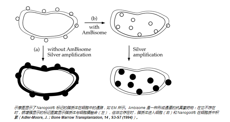 nanoprobes 金脂质偶联物