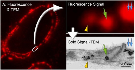 FluoroNanogold&trade; 结合物应用