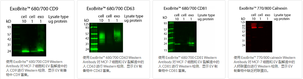 EXOBRITE&trade; Western抗体偶联物介绍