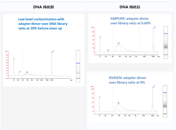 MagVigen&trade; DNA 纯化和尺寸选择试剂盒介绍