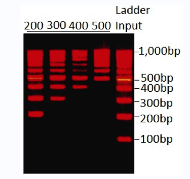 MagVigen&trade; DNA 纯化和尺寸选择试剂盒介绍