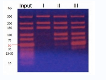 MagVigen&trade; DNA 纯化和尺寸选择试剂盒介绍