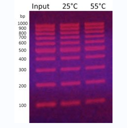 MagVigen&trade; DNA 纯化和尺寸选择试剂盒介绍