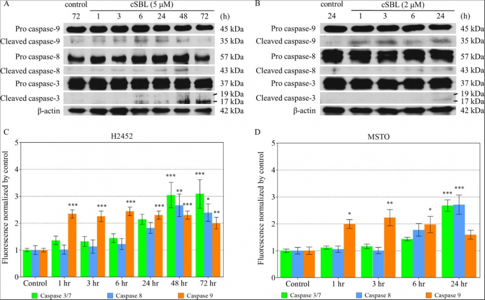 Cell Meter Caspase 3/7/8/9活性细胞凋亡复用检测试剂盒 三色荧光