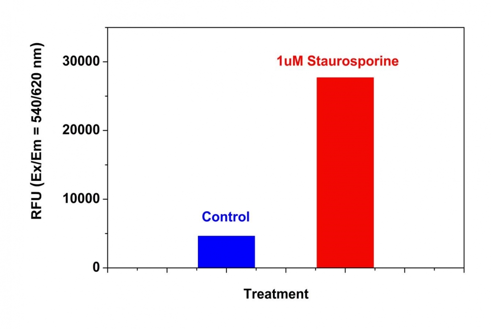 Cell Meter Caspase 9活性细胞凋亡检测试剂盒 红色荧光