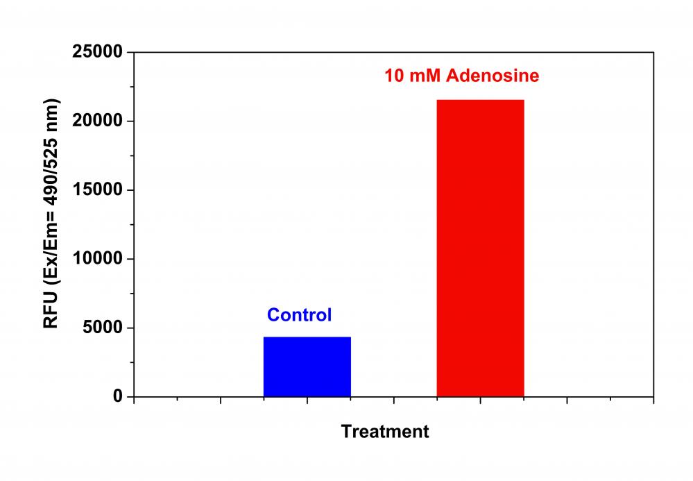 Cell Meter Caspase 9活性细胞凋亡检测试剂盒 绿色荧光