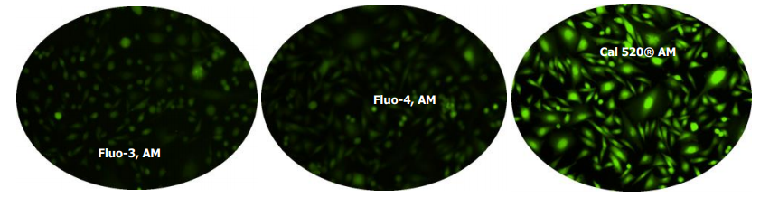 钙离子荧光探针Fluo5F五钾盐