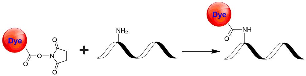 Helix Fluor 575,N-羟基琥珀酰亚胺酯