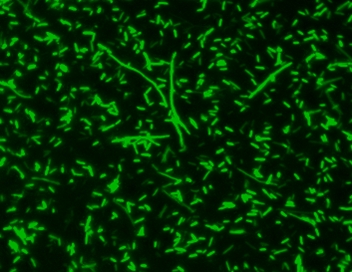 MycoLight Green JJ98核酸染料*可替代SYTO-9*