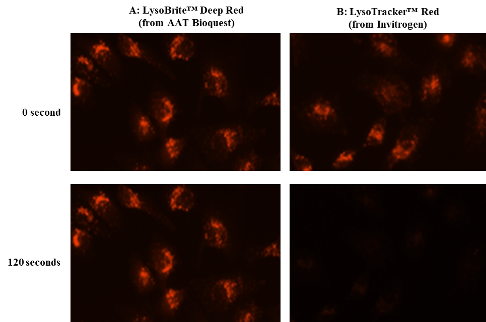 LysoBrite 溶酶体深红色荧光探针