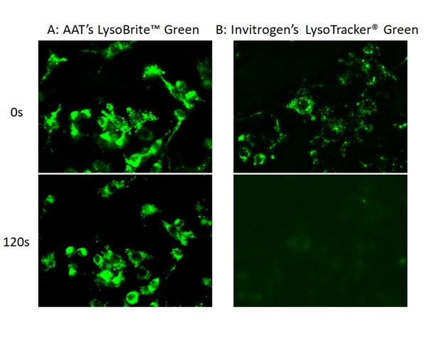 LysoBrite 溶酶体绿色荧光探针