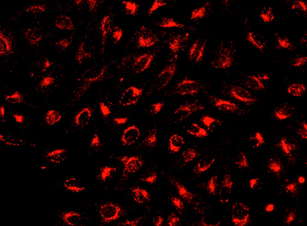 LysoBrite 溶酶体近红外荧光探针