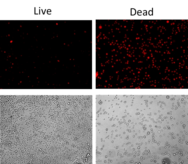Live or Dead 固定化死细胞标记试剂盒 橙色荧光