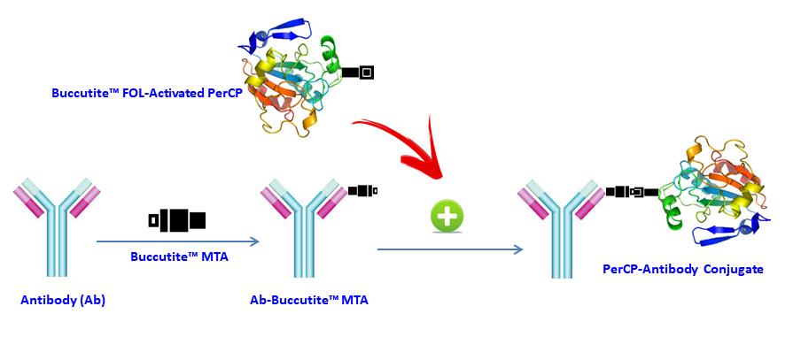 Buccutite PerCP抗体标记试剂盒 标记100ug抗体