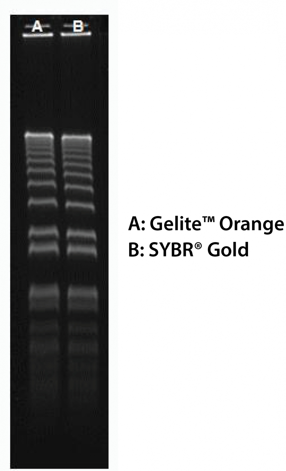 Gelite 橙色核酸凝胶染色试剂盒