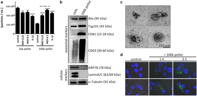 DAPI（4&#x27;,6-二脒基-2-苯基吲哚二盐酸盐）*10mM水溶液* CAS 28718-90-3