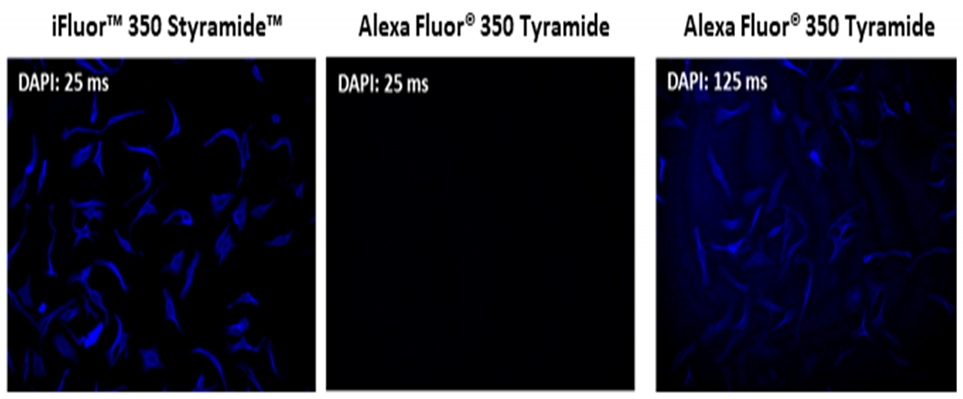 iFluor 594 Styramide超级信号放大成像试剂盒，含有山羊抗兔IgG