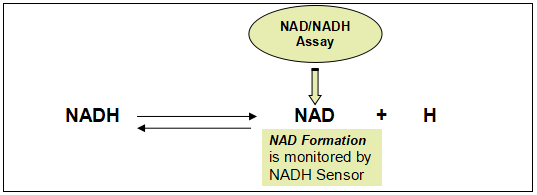 Amplite NAD+/NADH检测试剂盒(比色法)