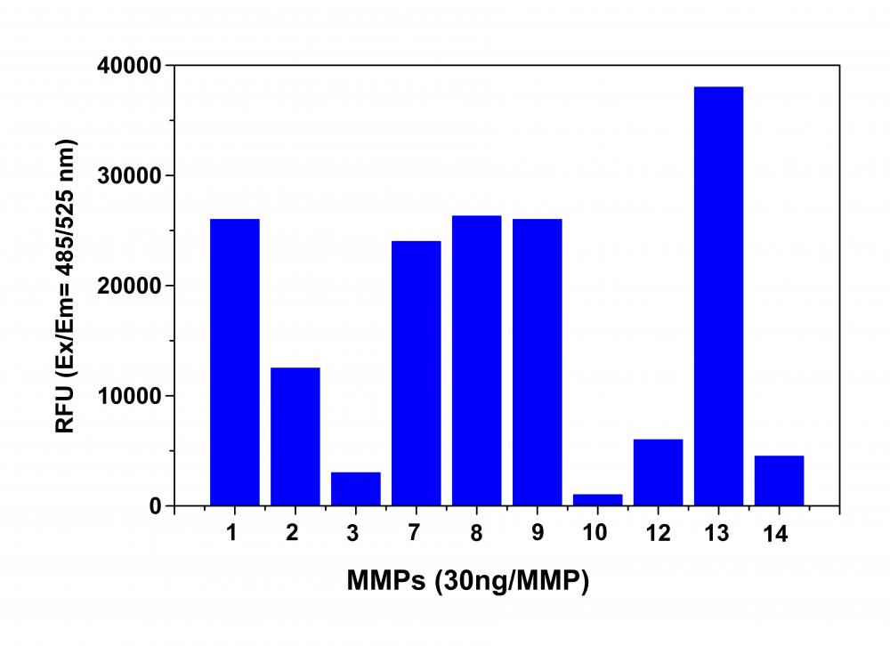 Amplite 荧光法通用型基质金属蛋白酶MMP活性检测试剂盒 绿色荧光